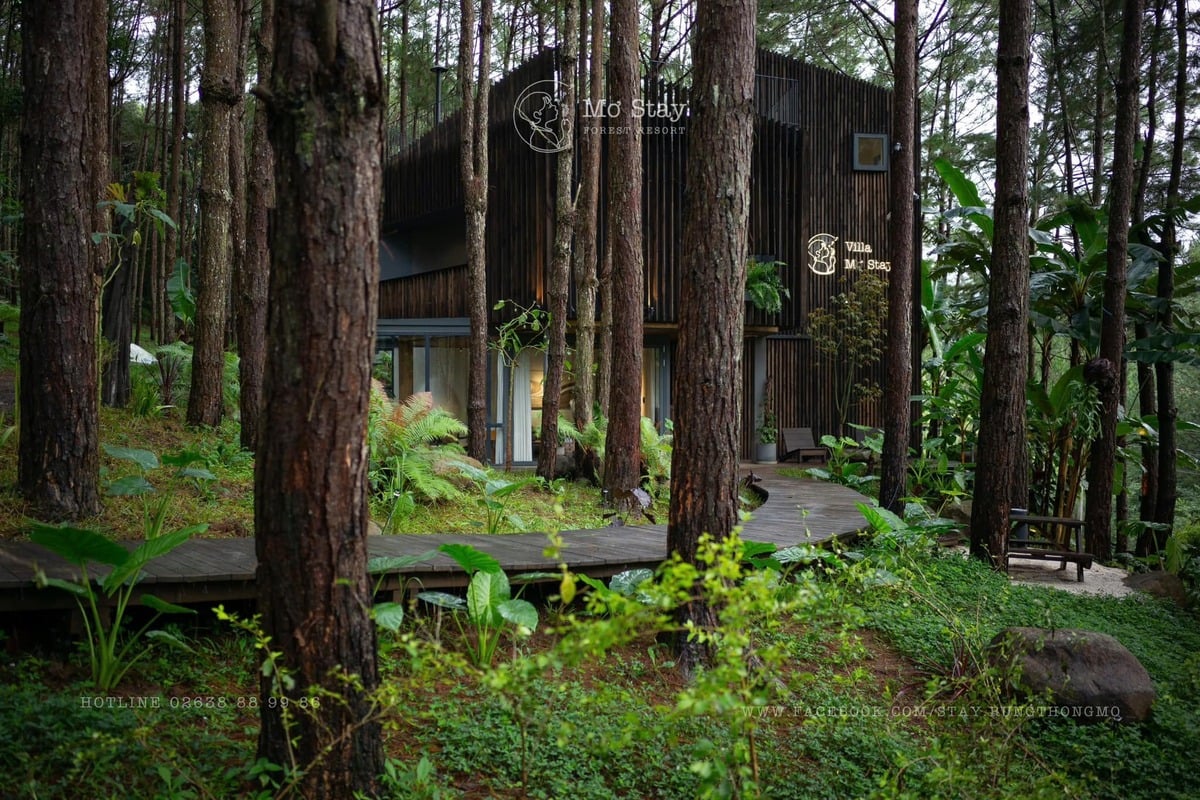 Ảnh: Mơ Stay - Forest Resort