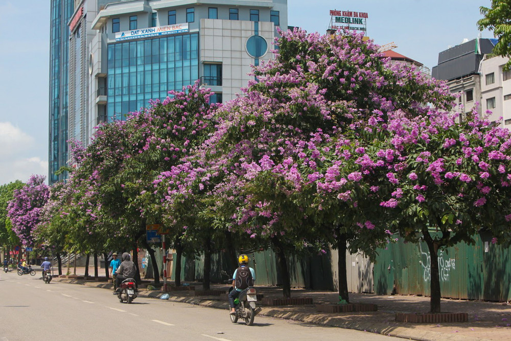 Sắc tím đầy thơ mộng trên từng góc phố Hà Nội (Ảnh: Internet)