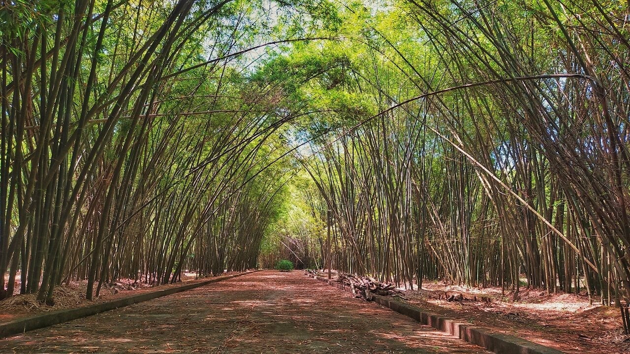 Làng tre Phú An (Ảnh: Internet)