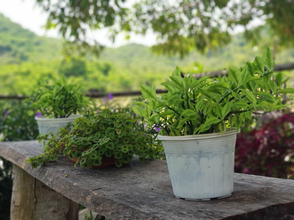 Một góc nhỏ ở B&U Farm (Nguồn: B&U Farm)