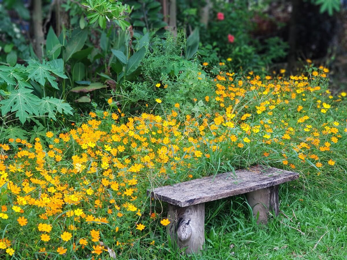 Ghé thăm B&U Farm - Điểm du lịch sinh thái hấp dẫn của Phú Yên - ảnh 3