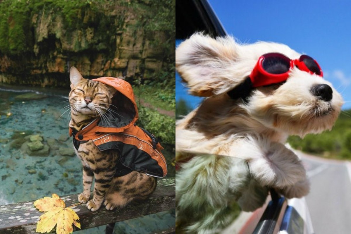 Healing cùng các 'boss' yêu (Ảnh: Internet)