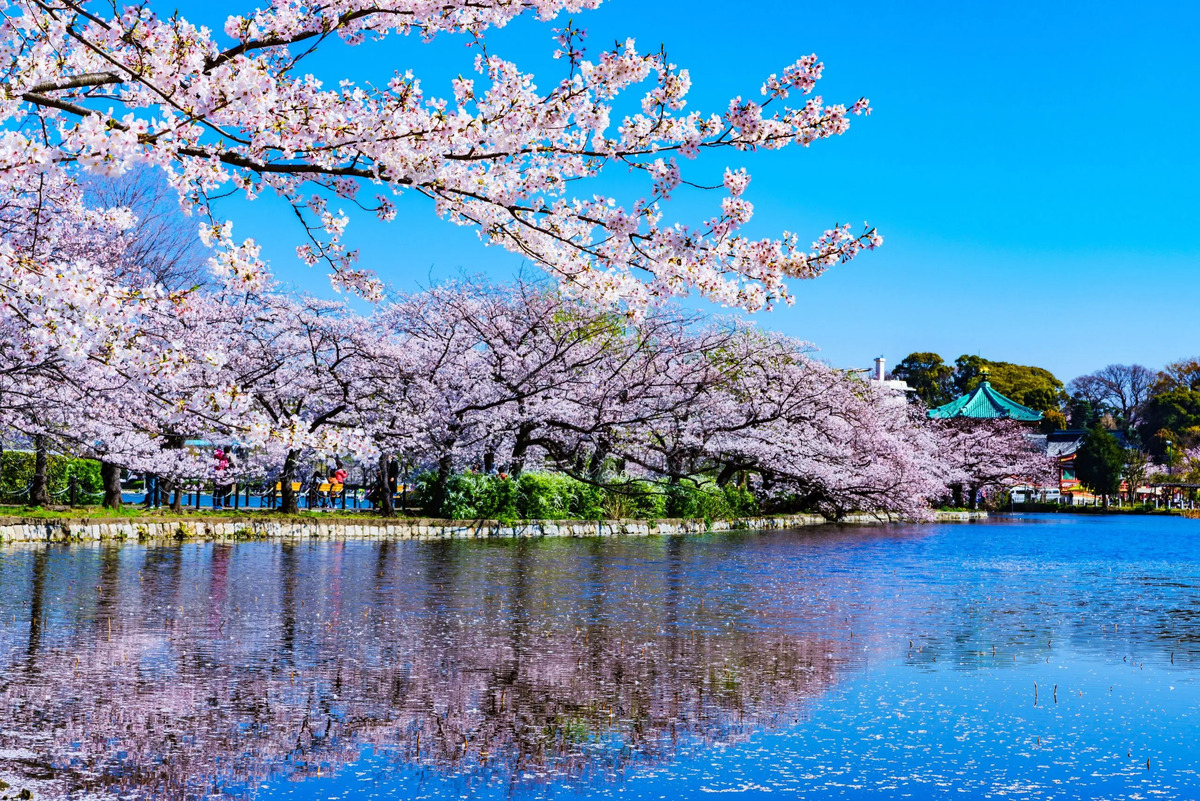 Ueno Park. (Ảnh: Internet)