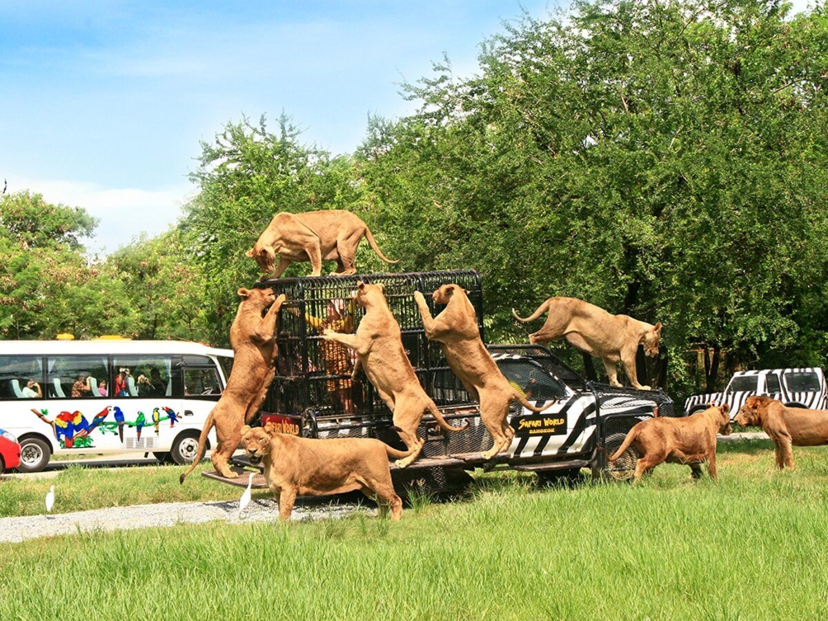 Trải nghiệm FLC Safari Zoo - Điểm đến hấp dẫn cho gia đình đổi gió dịp cuối tuần ở Quy Nhơn - ảnh 2