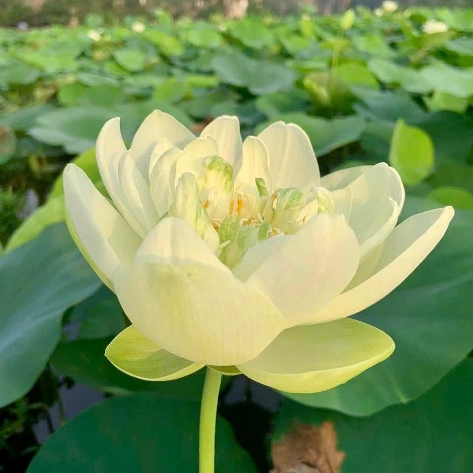 Ảnh: Fanpage Ninh Bình