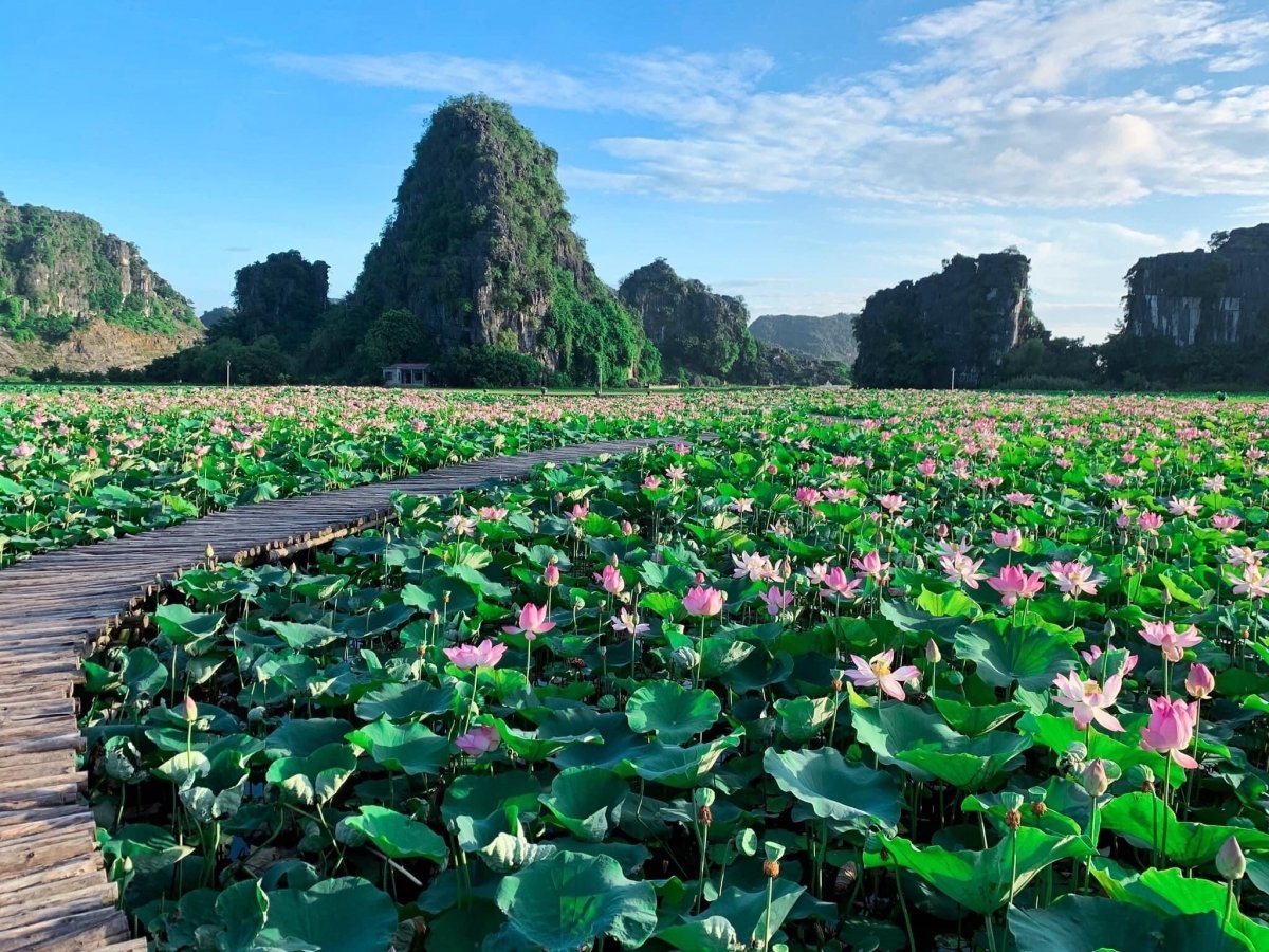 Chiêm ngưỡng mùa sen trắng nở rộ tuyệt đẹp ở 'Vạn Lý Trường Thành thu nhỏ' của Việt Nam - ảnh 4