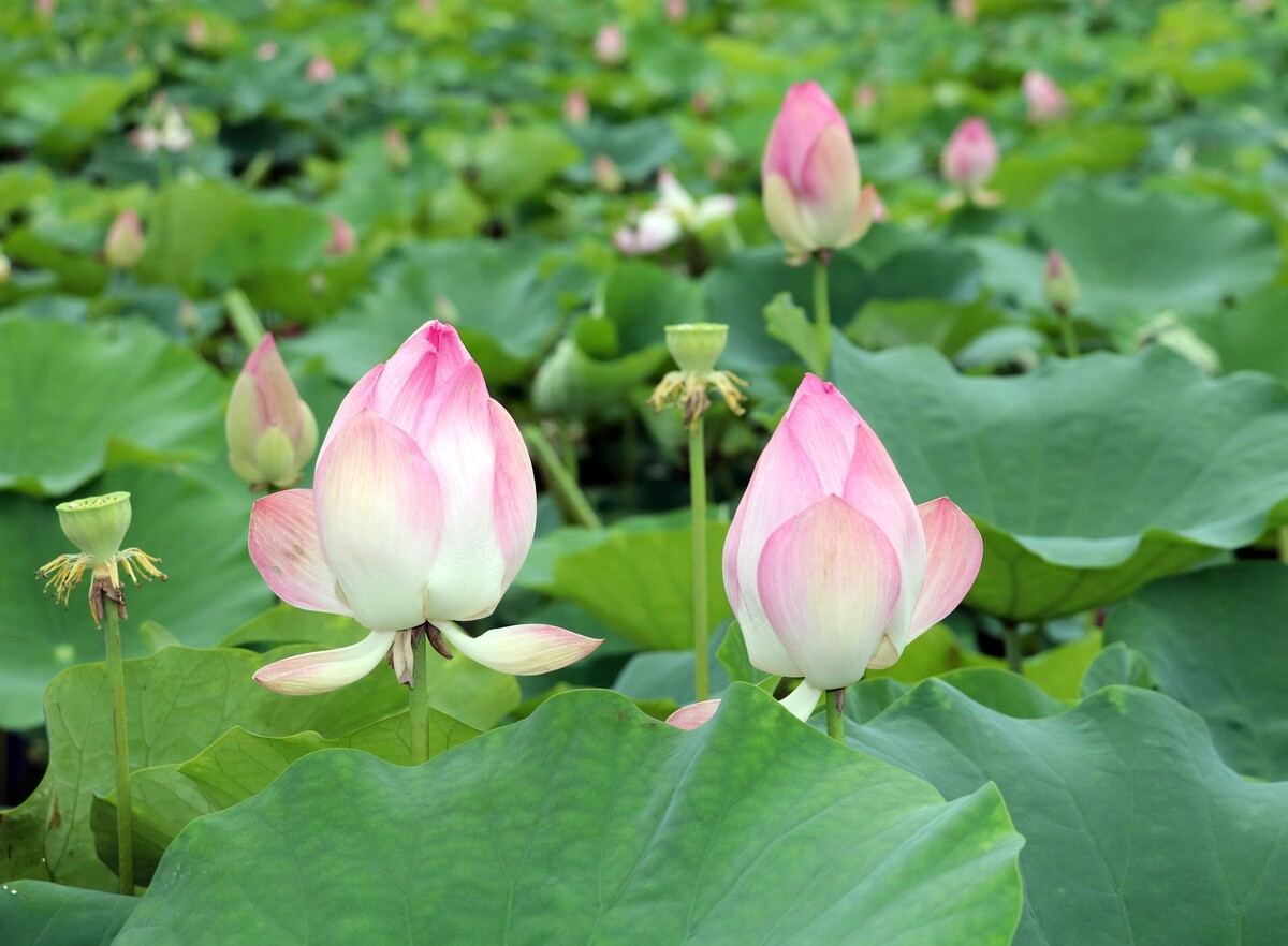 Chiêm ngưỡng mùa sen trắng nở rộ tuyệt đẹp ở 'Vạn Lý Trường Thành thu nhỏ' của Việt Nam - ảnh 5