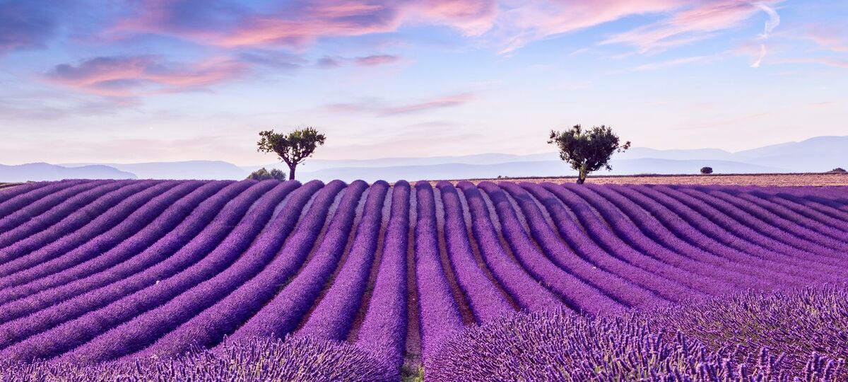 Màu tím bạt ngàn ở Provence. (Ảnh: Internet)