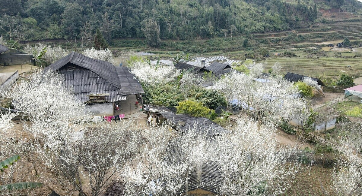 Tả Van Chư, Bắc Hà. (Ảnh: Internet)