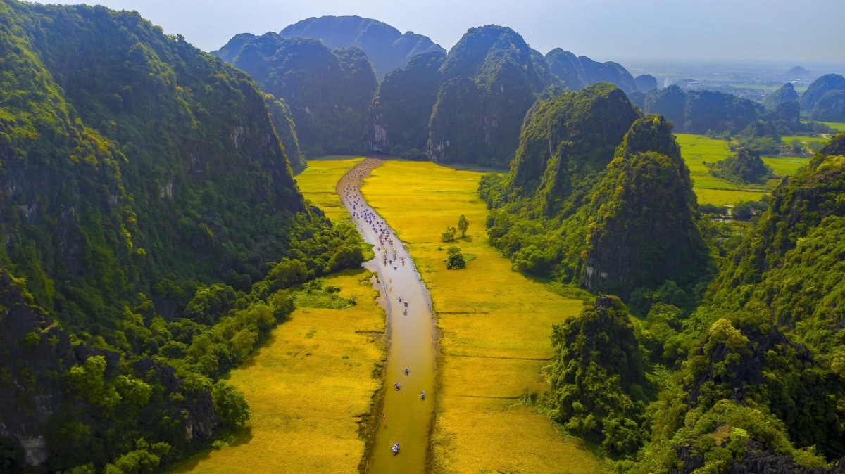 Tam Cốc mùa lúa chín (Ảnh: Internet)