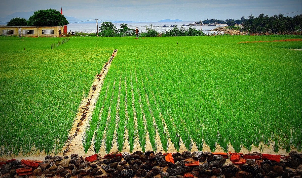 Cẩm nang du lịch Lý Sơn: Khám phá “vương quốc tỏi” nổi tiếng miền Trung - ảnh 7