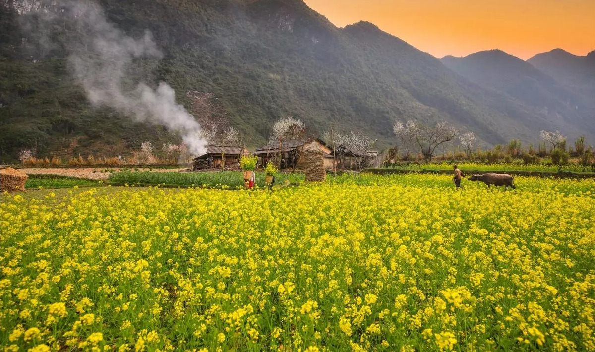 Hà Giang mùa hoa cải. (Ảnh: Internet)