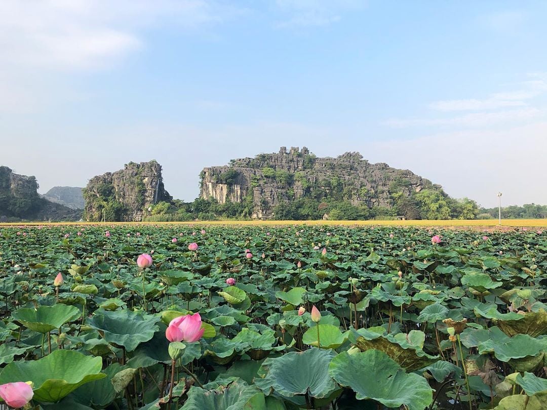 Mùa sen nở ở Ninh Bình. (Ảnh: Internet)
