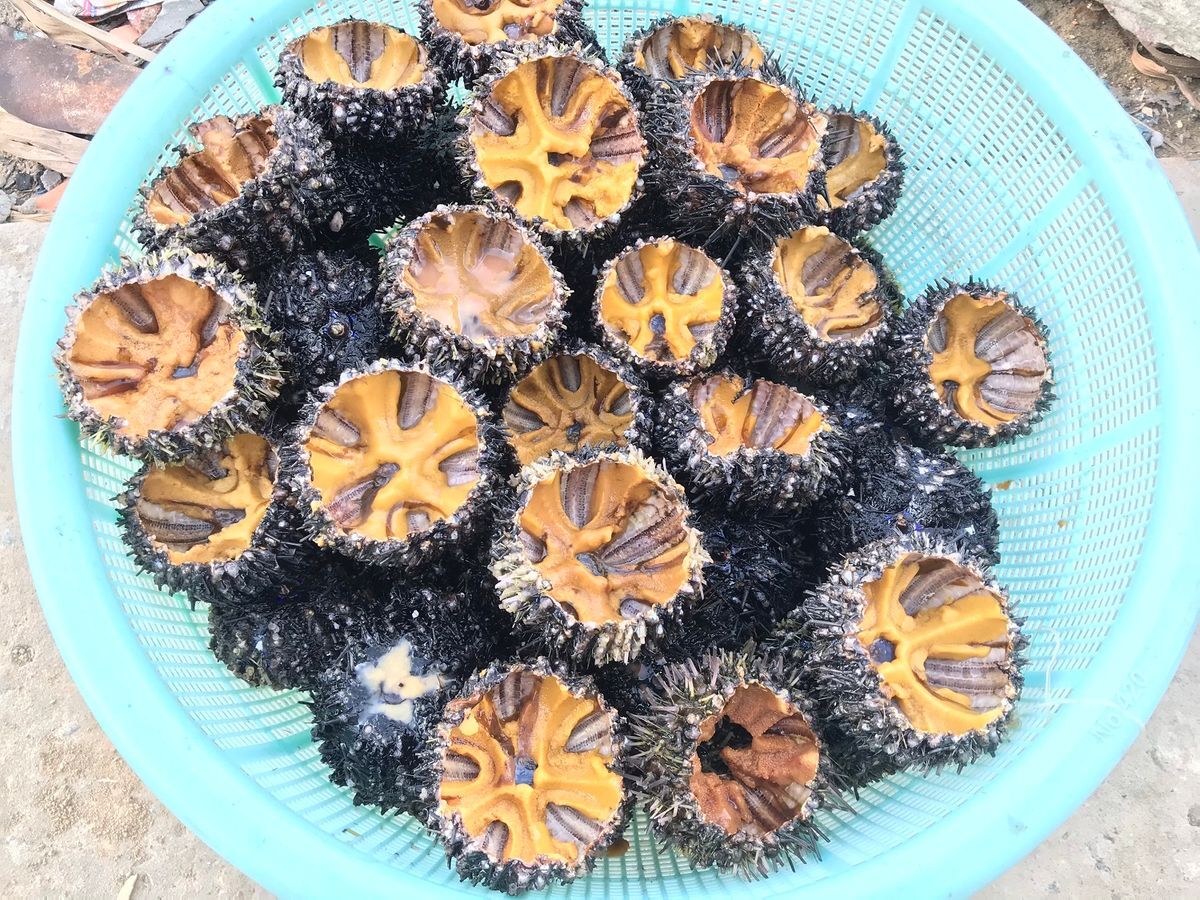 Nhum biển - Đặc sản tươi ngon bổ dưỡng xứ Nẫu không thể bỏ qua - ảnh 1