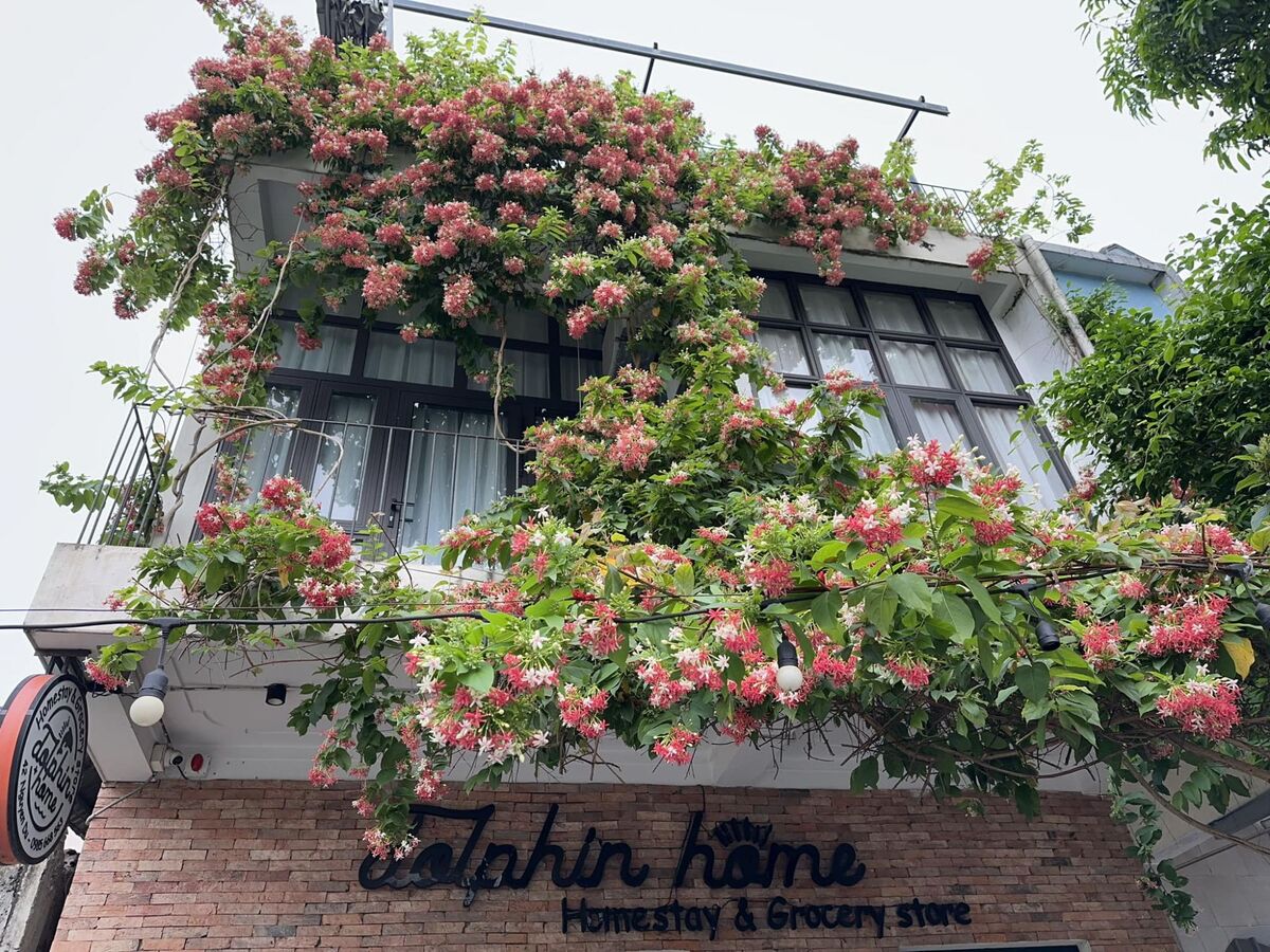 Cảnh quan bên ngoài Dolphin Homestay (Ảnh: Ohdidi)