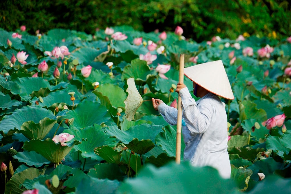 Sen nở mang theo sức sống nhẹ nhàng, thanh thoát (Ảnh: Internet)