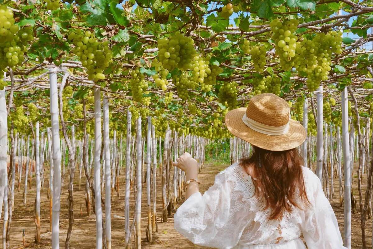 Top 5 cảnh đẹp 'không đụng hàng' của Ninh Thuận - ảnh 4