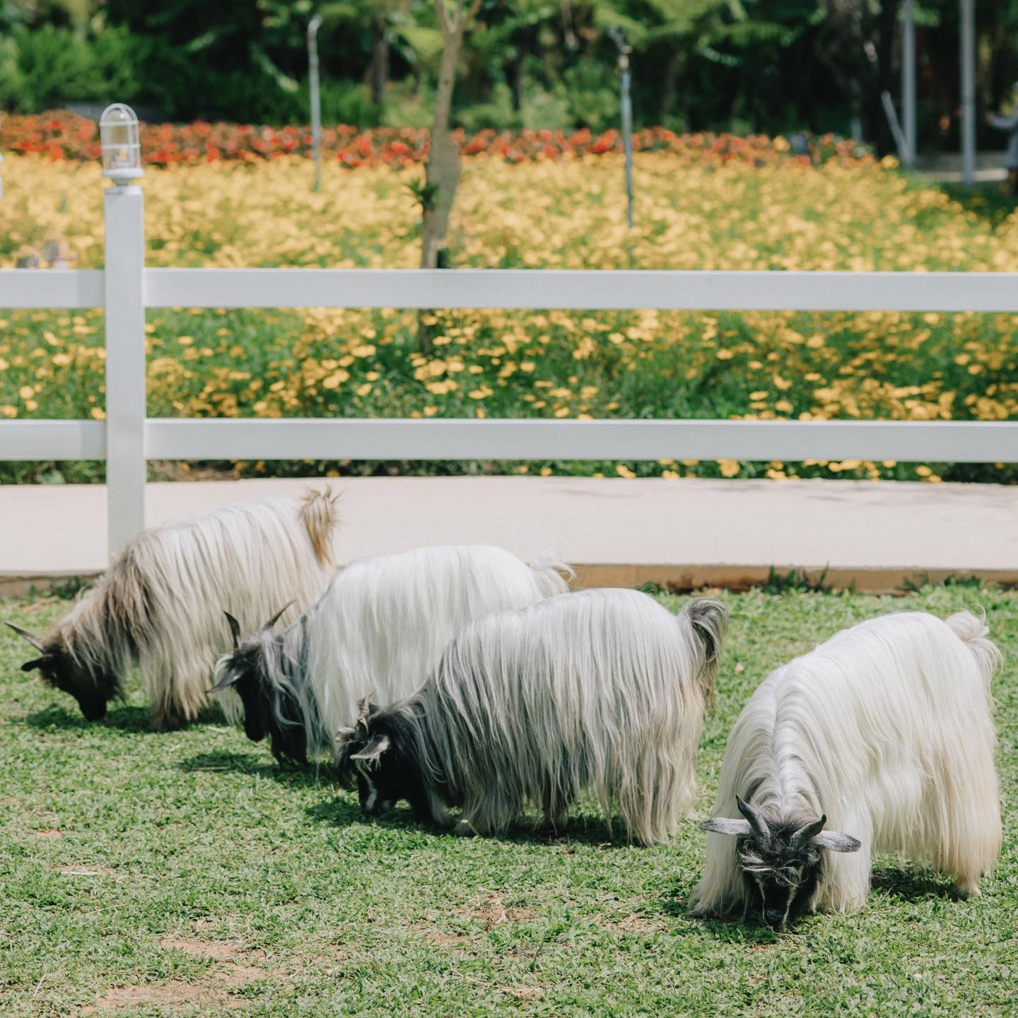 Puppy Farm - Đà Lạt (Ảnh: Internet)