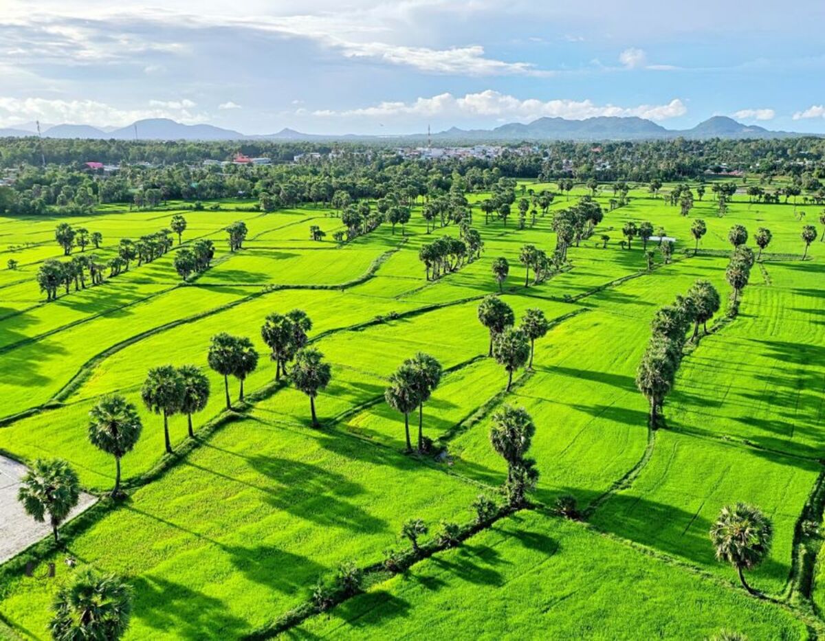Cánh đồng Thốt Nốt An Giang (Nguồn: Internet)