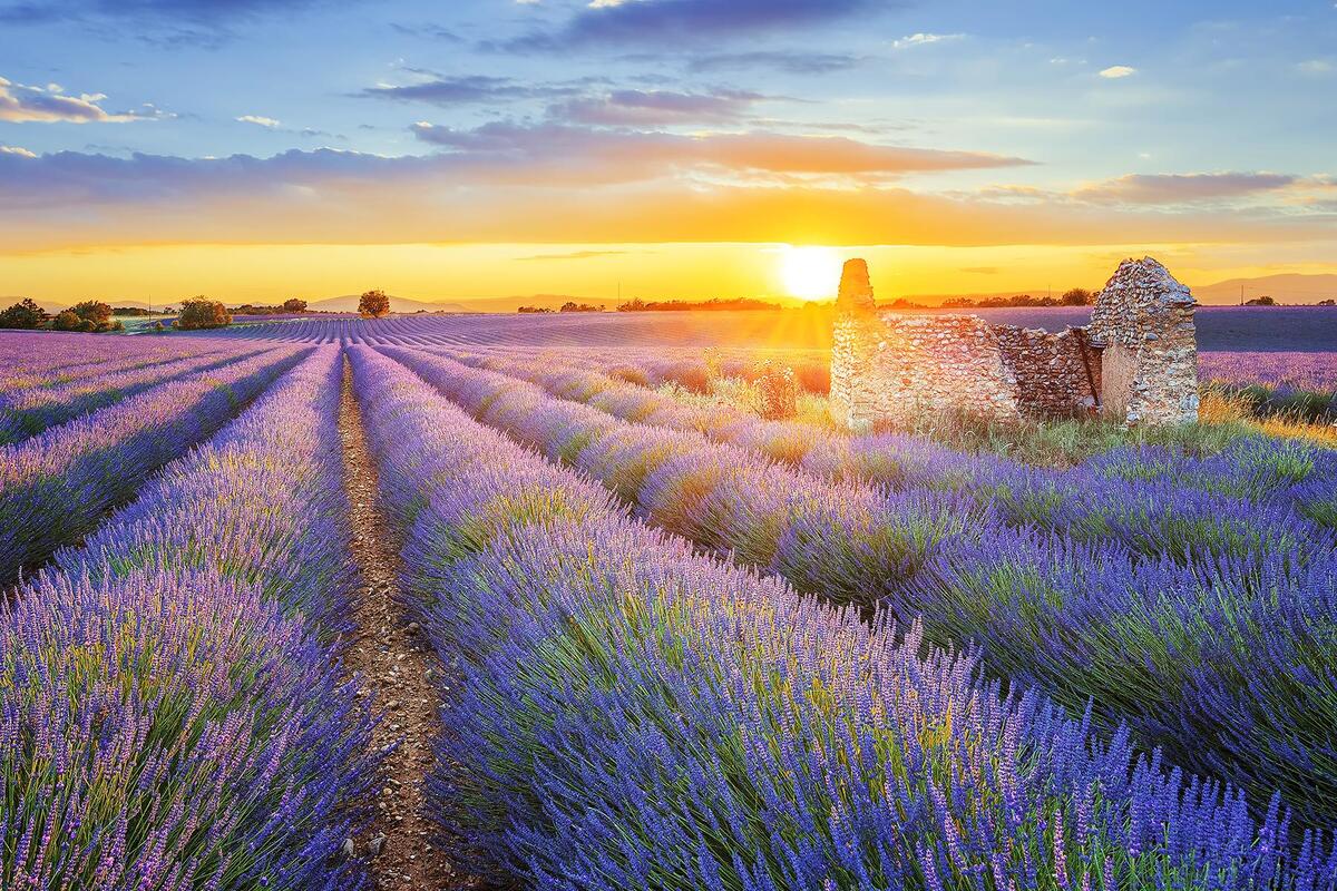 Provence. (Ảnh: Internet)