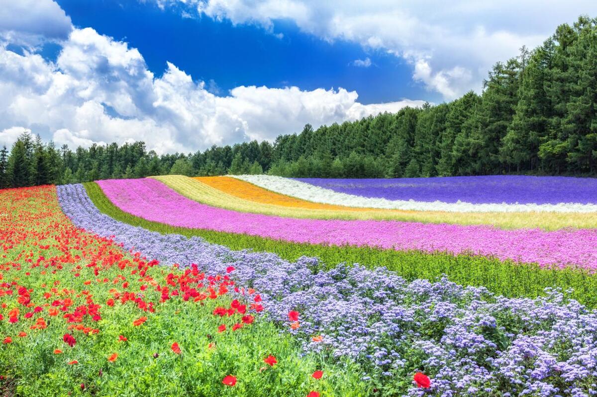 Hokkaido. (Ảnh: Internet)