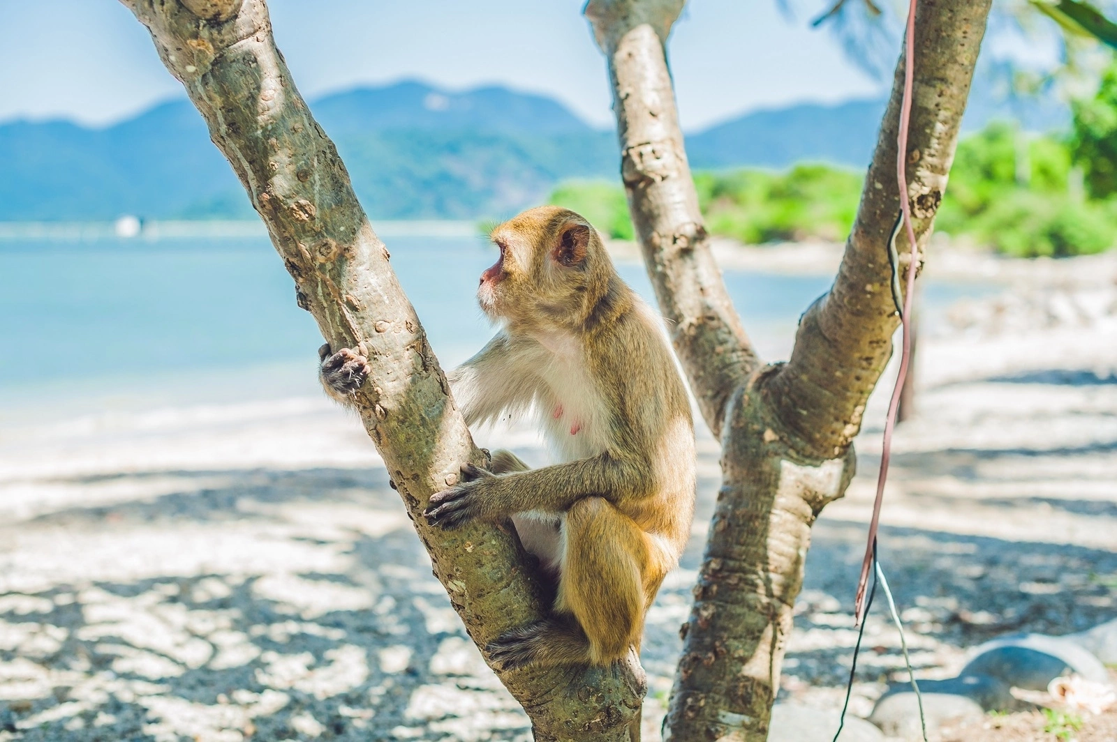 Đảo Khỉ Nha Trang (Ảnh: Internet)