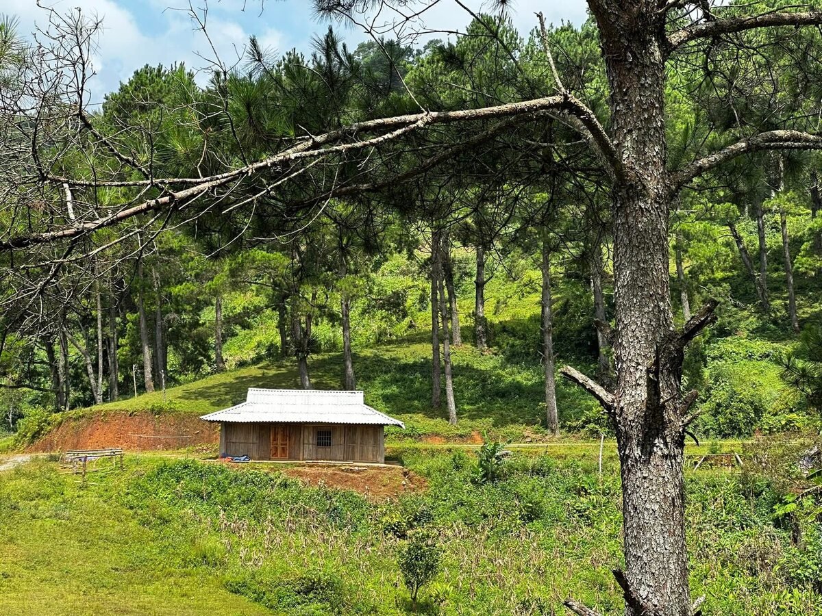 Chiêm ngưỡng Đồi cỏ Phan Thanh - Nguyên Bình tuyệt đẹp ở Cao Bằng - ảnh 4