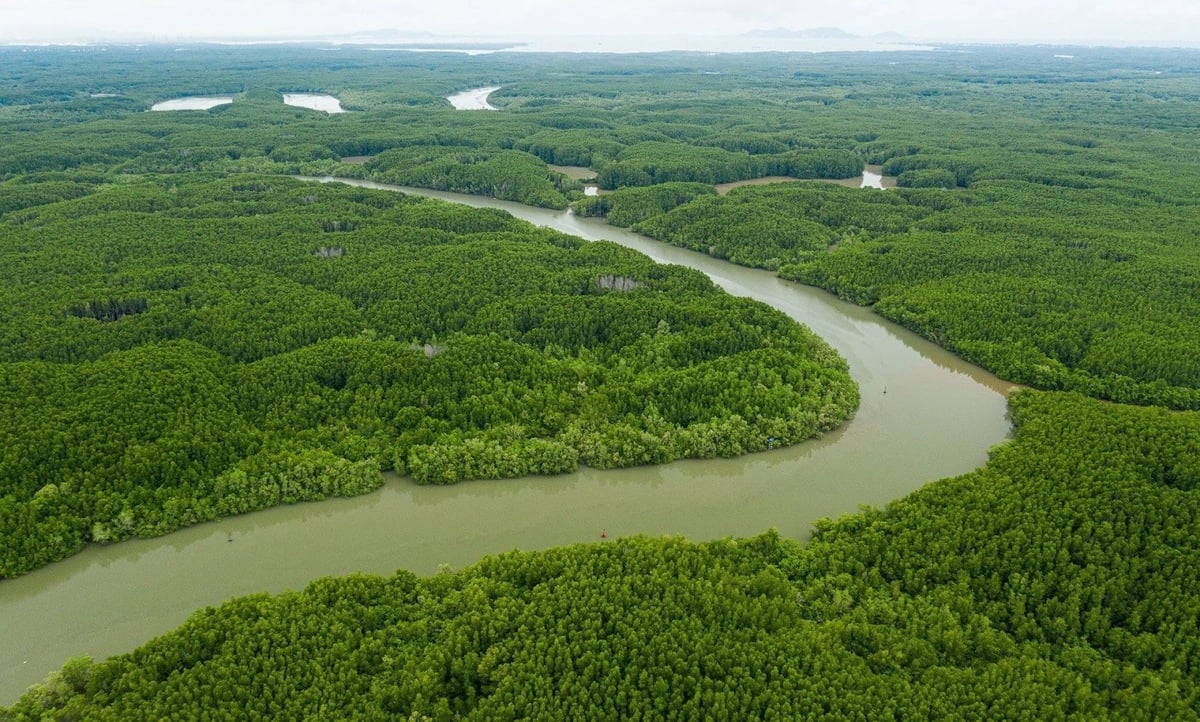 Cẩm nang du lịch Cần Giờ: Tất tần tật kinh nghiệm khám phá 'ốc đảo xanh' của Sài Gòn - ảnh 1