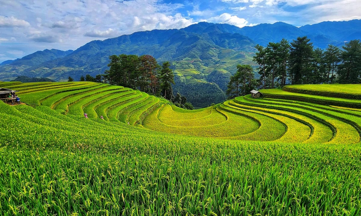 Mù Cang Chải. (Ảnh: Internet)