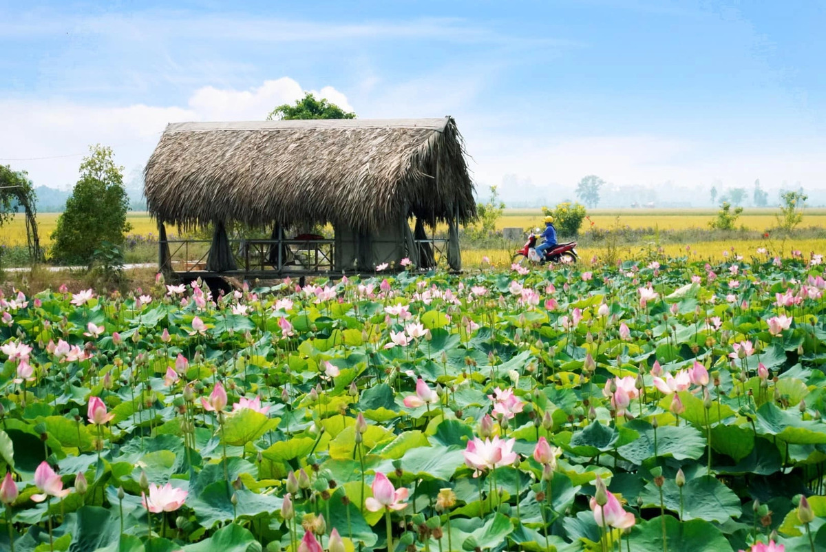 Cánh đồng sen ở xã Mỹ Hoà, huyện Tháp Mười, tỉnh Đồng Tháp (Ảnh: Nhựt Minh)