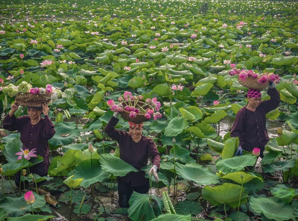 Hang Múa tràn ngập sắc sen hồng nở rộ (Ảnh: Internet)