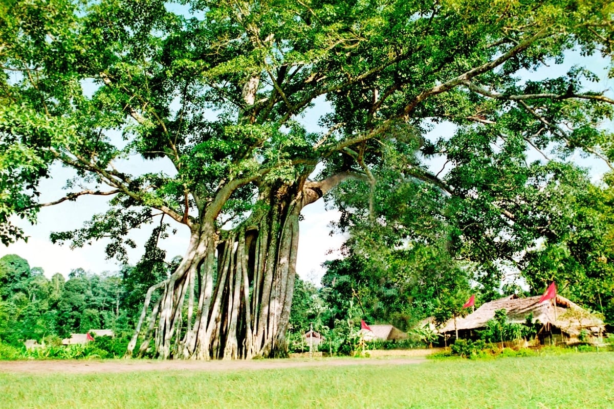 Cây đa Tân Trào. (Ảnh: Internet)