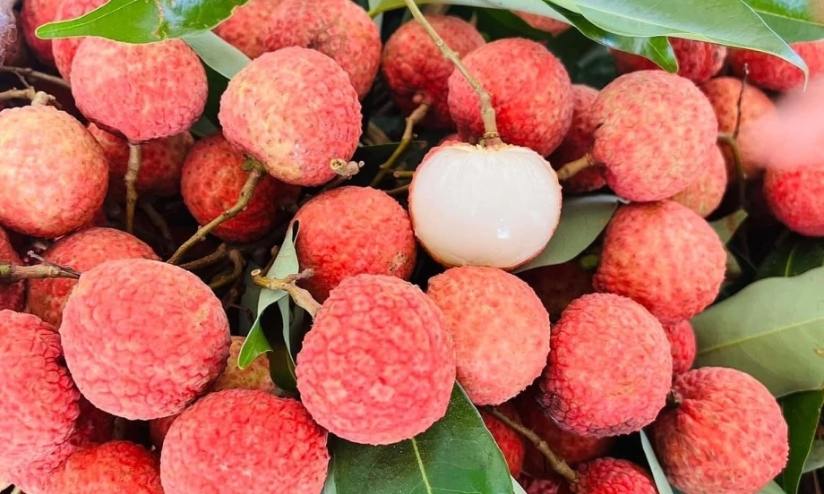 'Xứ sở vải thiều' vào mùa: Sắc đỏ đẹp như tranh vẽ - ảnh 1