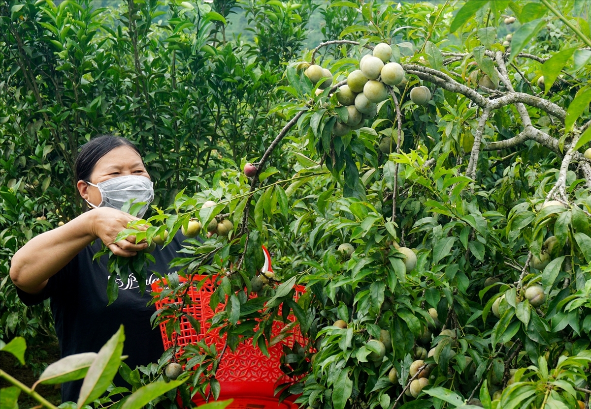 Mận hậu Bắc Hà: Đặc sản nức tiếng trên “cao nguyên trắng” - ảnh 1