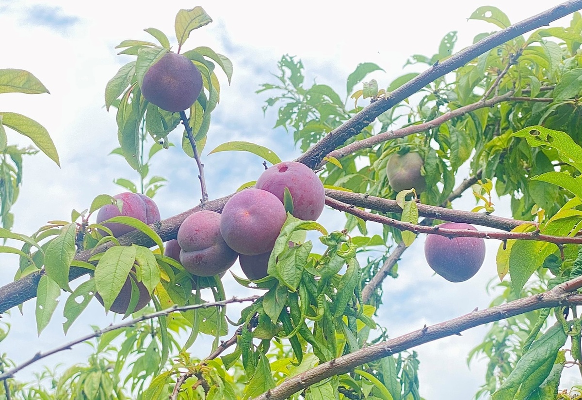 Mận hậu Bắc Hà: Đặc sản nức tiếng trên “cao nguyên trắng” - ảnh 2