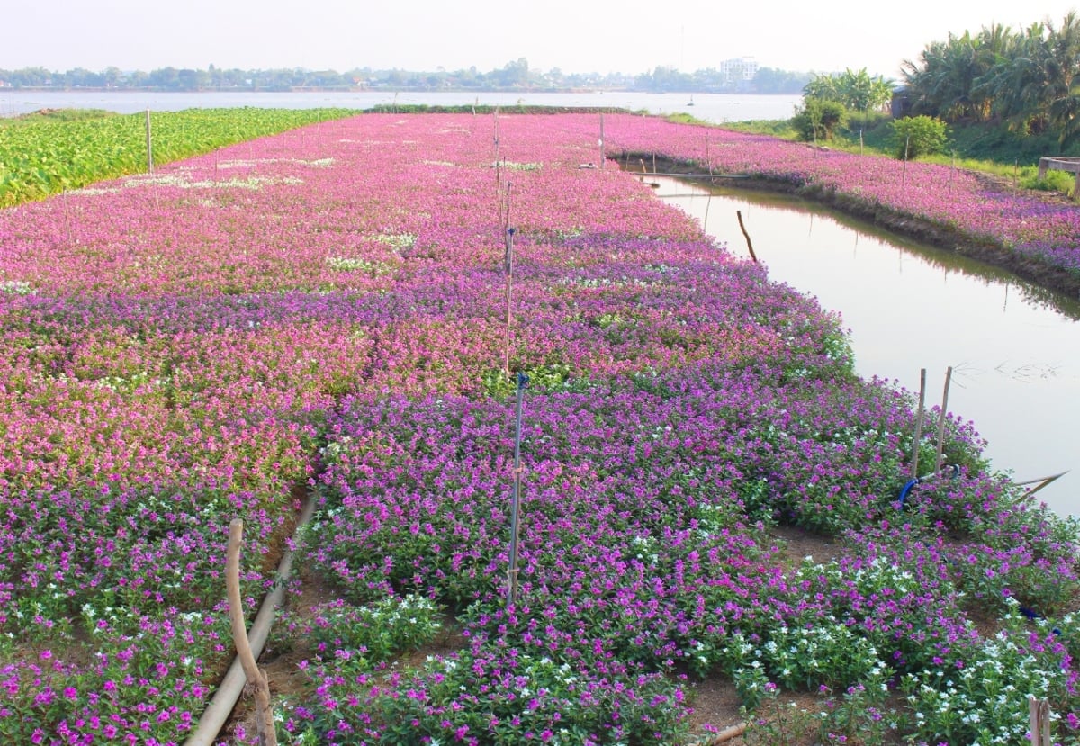 Cánh đồng hoa dừa cạn An Giang (Ảnh: Báo Công an Thành Phố Hồ Chí Minh)