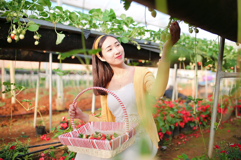 Trải nghiệm trực tiếp hái dâu tại vườn (Ảnh: Internet)