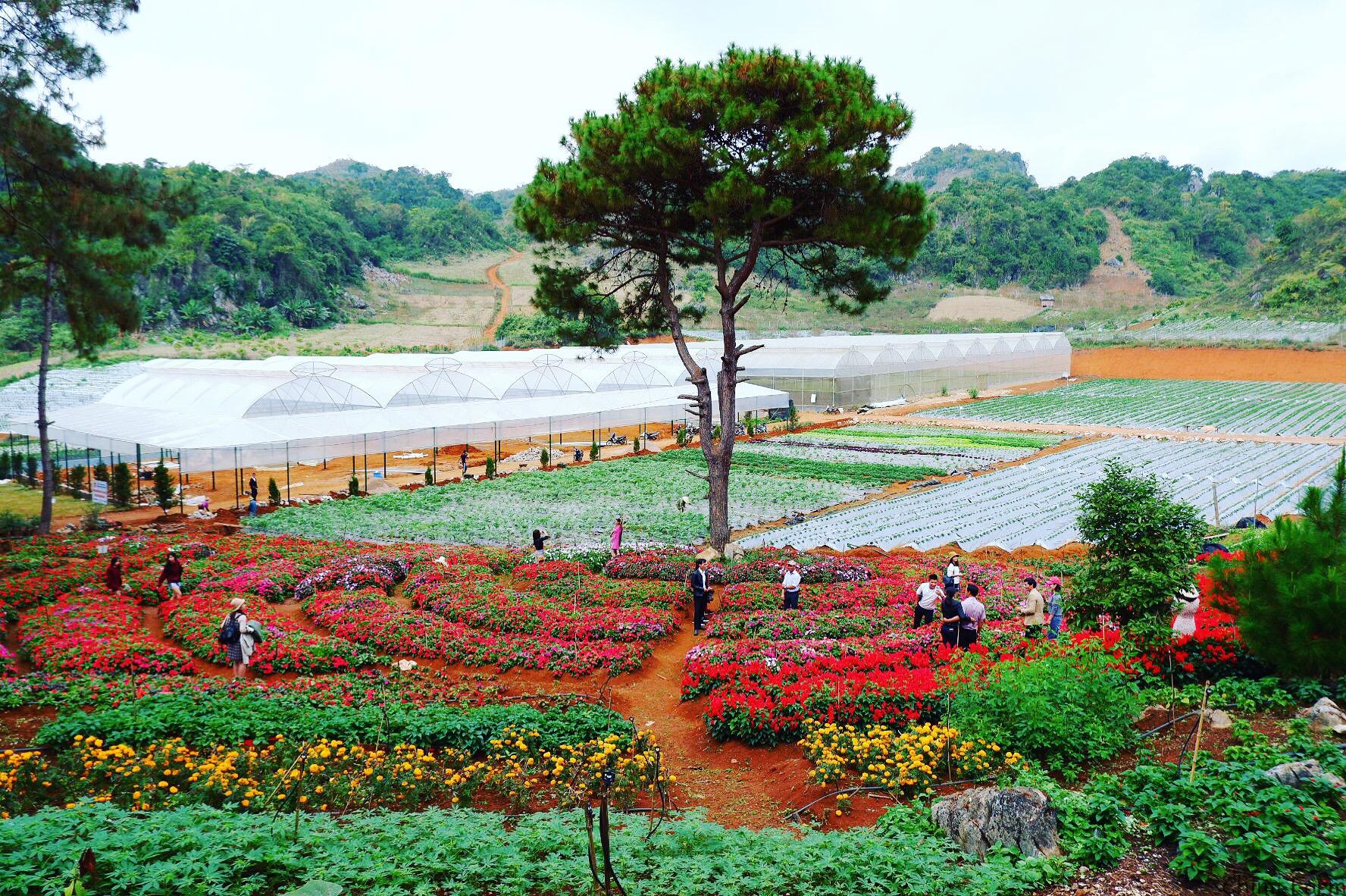 Diện tích gần 4ha tại Chimi Farm (Ảnh: Internet)