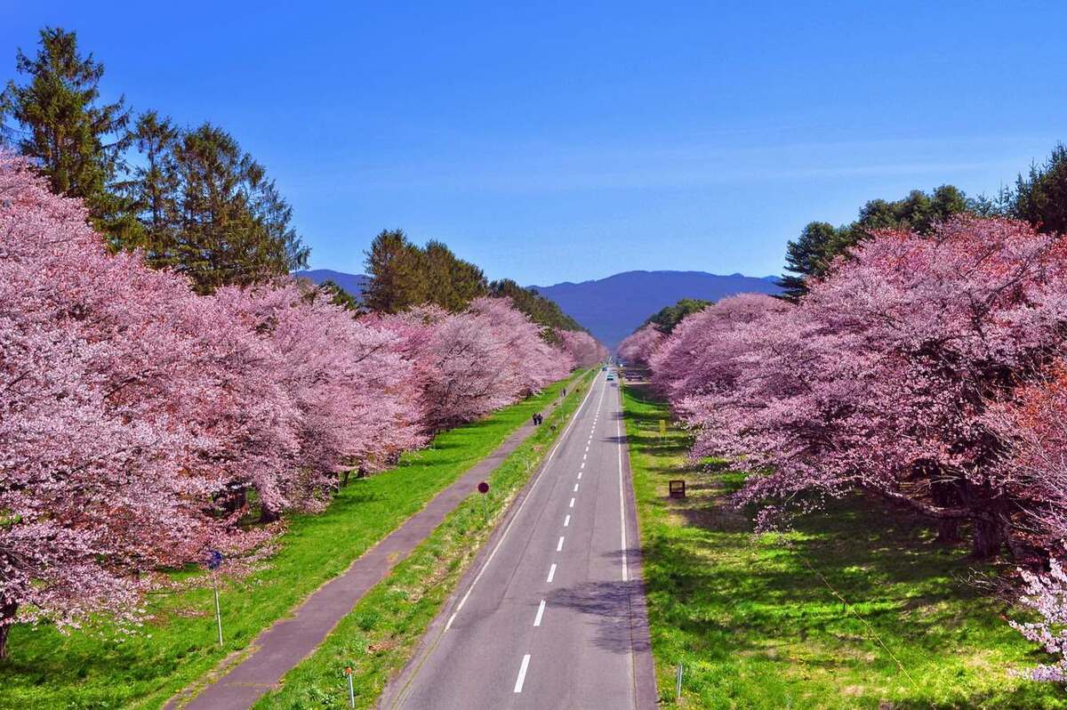 Con đường hoa anh đào ở Đà Lạt (Ảnh: Happy Day Travel)