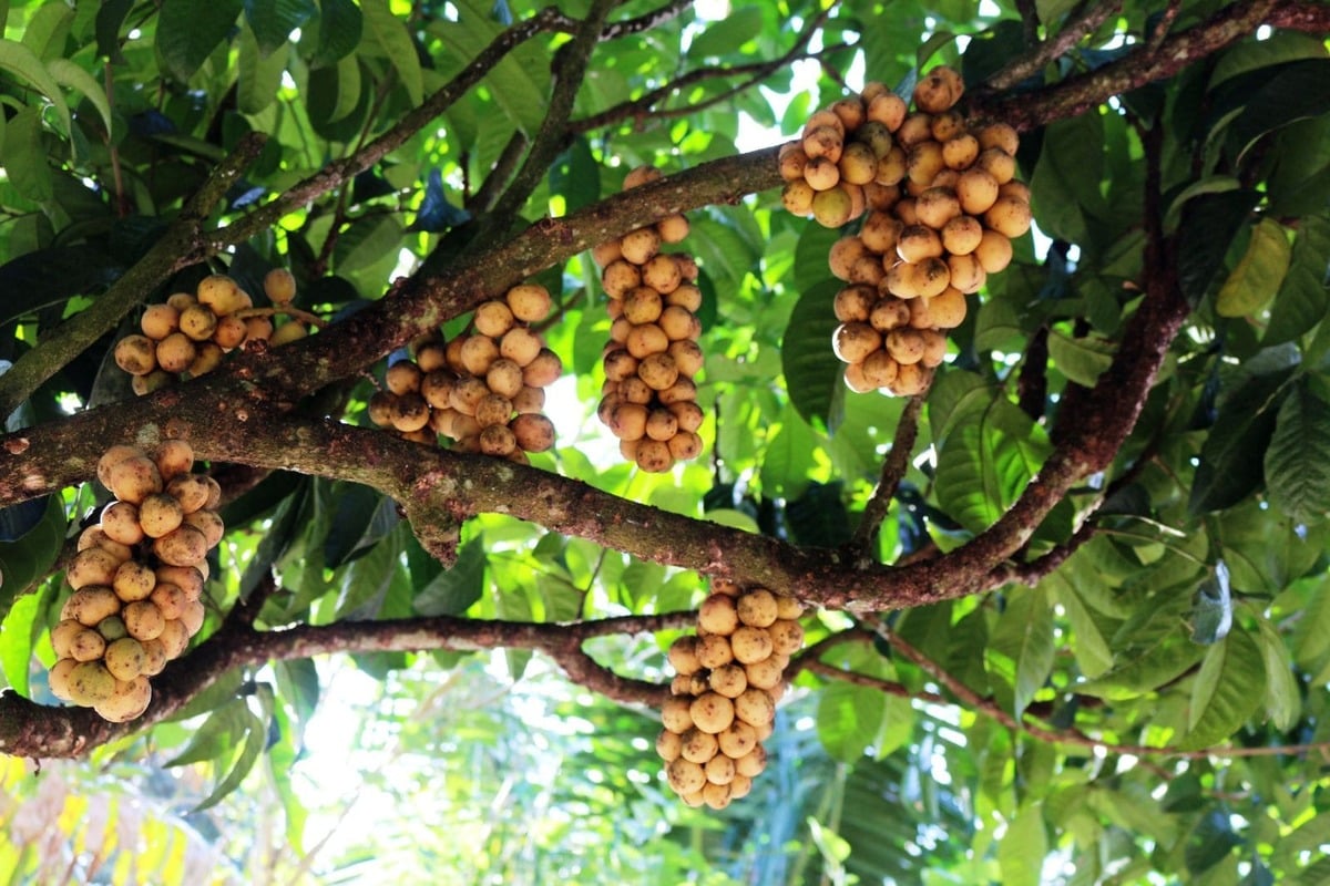Khám phá khu du lịch Lung Cột Cầu - “Thiên đường” nghỉ dưỡng hút khách tại Cần Thơ - ảnh 2