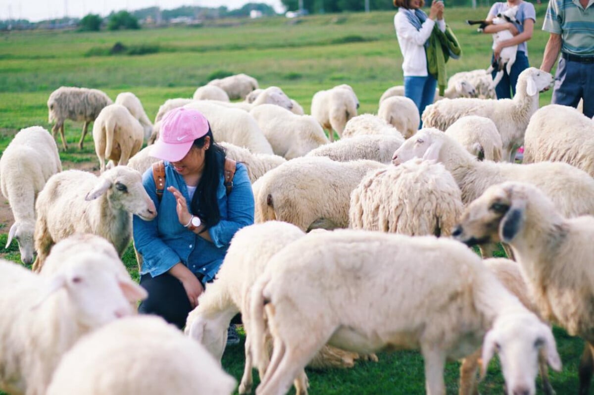 Vui chơi và tương tác với đàn cừu (Ảnh: Instagram/dundun.kieu)