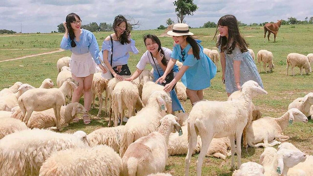 Check-in đồi cừu Suối Nghệ (Nguồn: Internet)