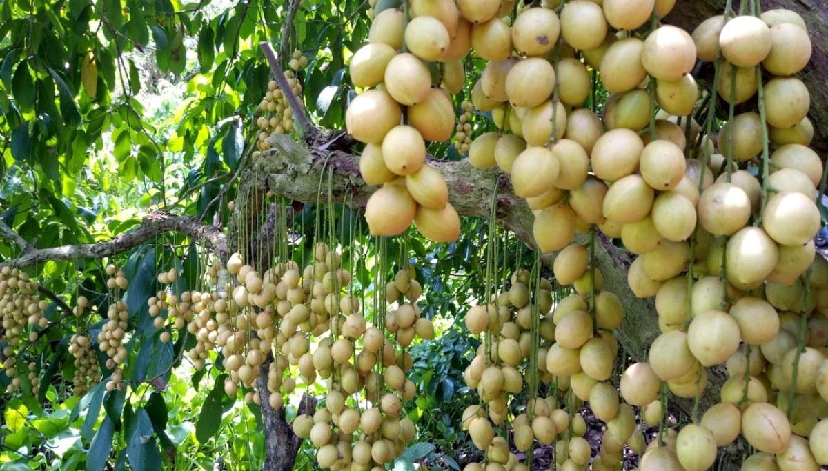 Khám phá vườn dâu Thiên Ân - Điểm du lịch sinh thái hấp dẫn ở Hậu Giang - ảnh 1
