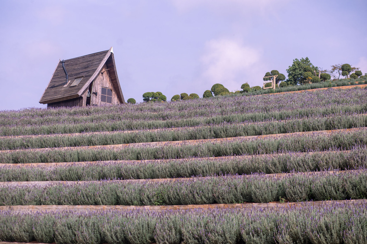 Khu du lịch Lavender Đà Lạt (Ảnh: Lavender Đà Lạt)