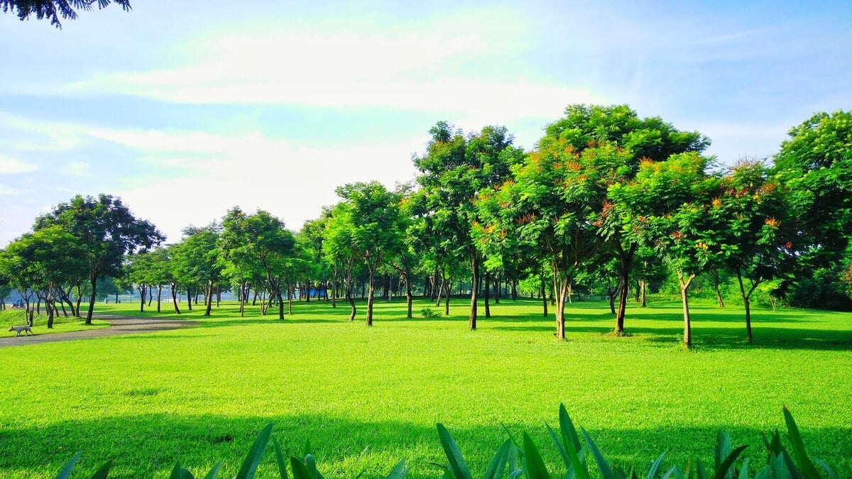 Khám phá công viên cây xanh lớn nhất Việt Nam: Điểm dã ngoại lý tưởng nhất nội thành Hà Nội - ảnh 2