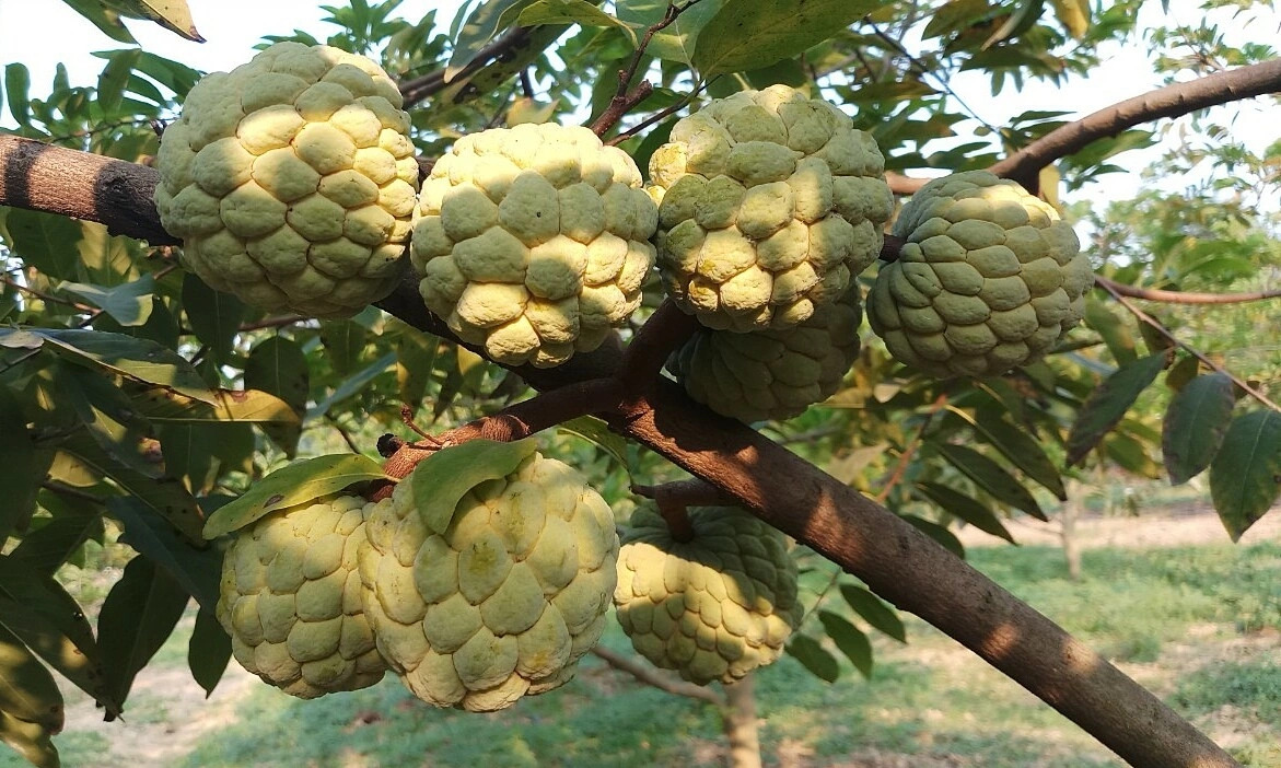 Na Chi Lăng: Loại quả đặc sản nổi tiếng Lạng Sơn - ảnh 2