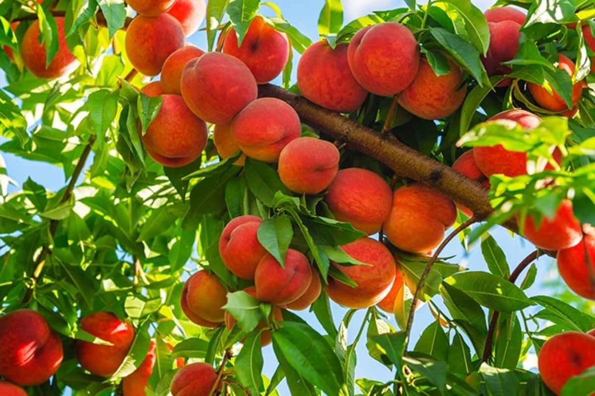 Thưởng thức hoa quả bốn mùa Mộc Châu - Hương vị ngọt lành giữa đại ngàn Tây Bắc - ảnh 1