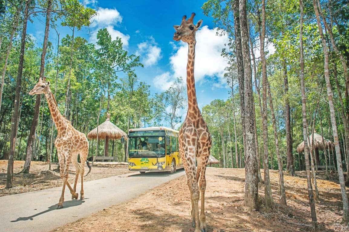Пейзажи в Vinpearl Safari – любопытные глаза жирафов приветствуют посетителей издалека.