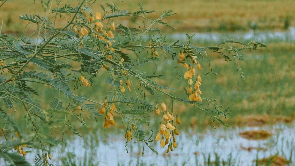 Mùa hoa điên điển tại búng Bình Thiên (Ảnh: MIA.vn)