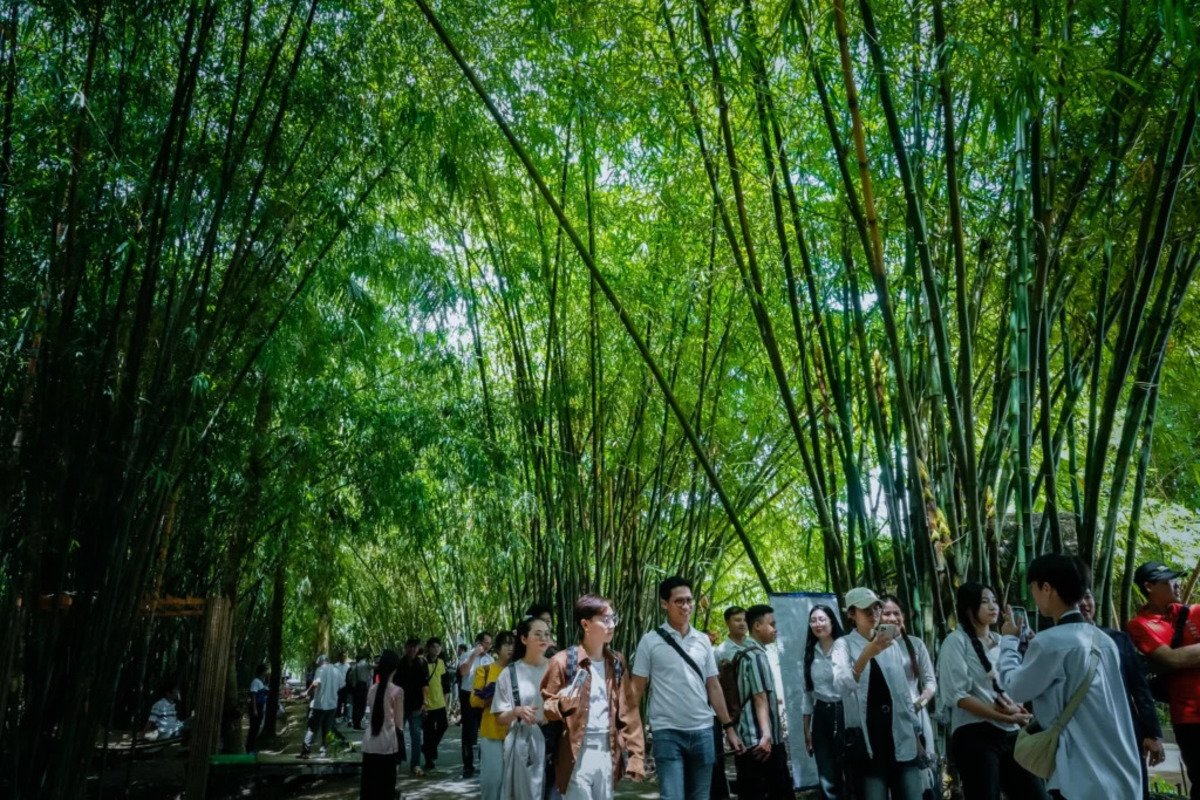 Vườn tre Tư Sang (Nguồn: Internet)